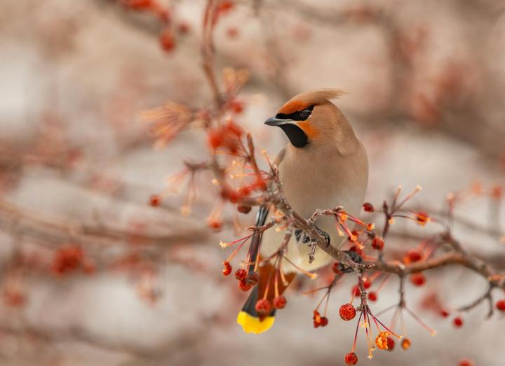 Jemiołuszka Bombycilla garrulus (Pexels)
