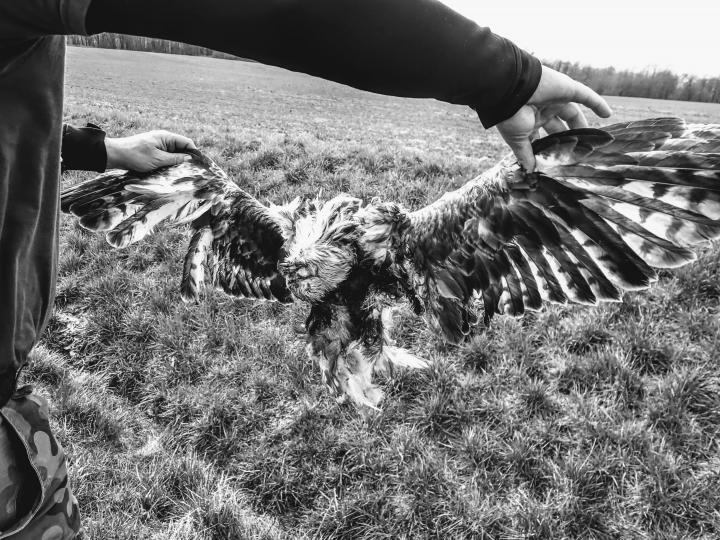 Myszołów włochaty Buteo lagopus (fot. Tomasz Raczyński).