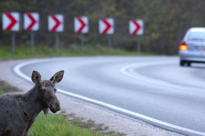 Łoś na odcinku drogi krajowej nr 63 Węgorzewo - Giżycko (fot. Dawid Cząstkiewicz).