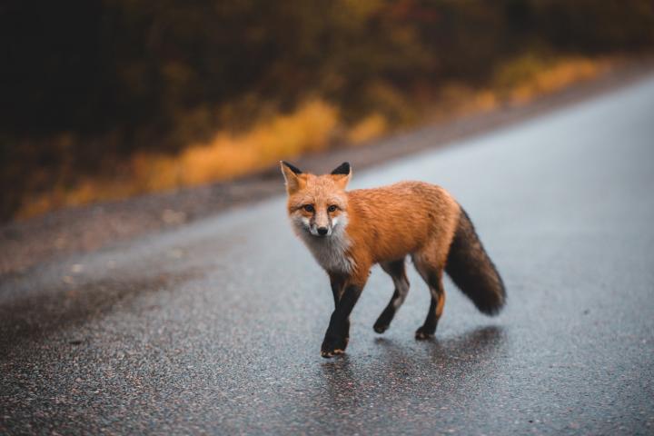 Fot. Erik Mclean (Pexels)